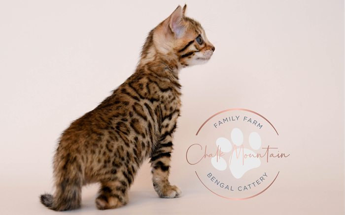 Bengal kitten for sale